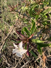 Pachypodium saundersii