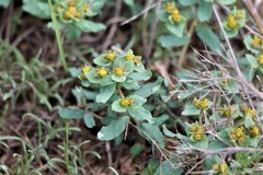Euphorbia undulata