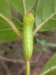 Amphipyrinae