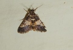 Nacoleia mesochlora