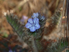 Phacelia tanacetifolia