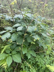 Scopolia caucasica