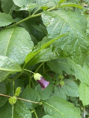 Scopolia caucasica