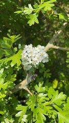 Crataegus monogyna