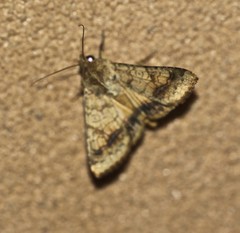 Helicoverpa assulta