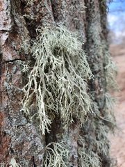 Ramalina farinacea