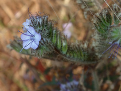 Phacelia tanacetifolia