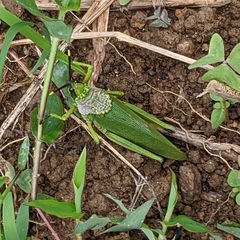Taphronota calliparea