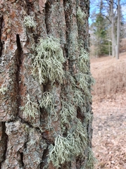 Ramalina farinacea
