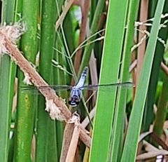 Brachydiplax