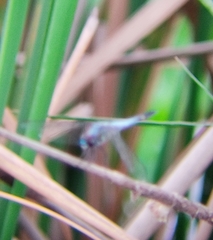 Brachydiplax