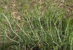 Ericameria nauseosa mohavensis