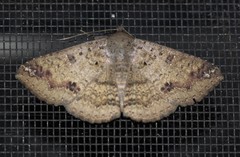 Ericeia sobria