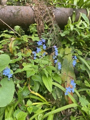 Omphalodes cappadocica
