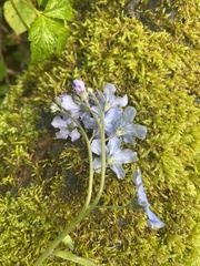 Omphalodes cappadocica
