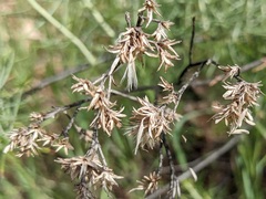 Ericameria nauseosa mohavensis