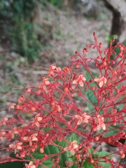 Clerodendrum paniculatum