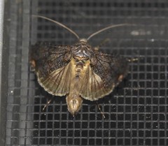 Ctenoplusia limbirena