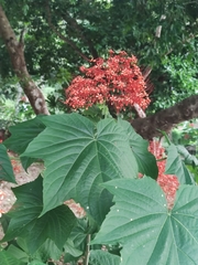 Clerodendrum paniculatum