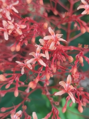 Clerodendrum paniculatum