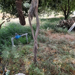 Ficus