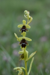 Ophrys insectifera aymoninii