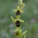 Ophrys insectifera aymoninii - Photo (c) Michael Scherer-Lorenzen, some rights reserved (CC BY-NC), uploaded by Michael Scherer-Lorenzen