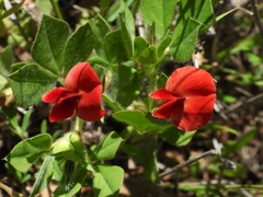 Lotus tetragonolobus