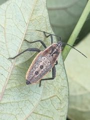 Physomerus grossipes