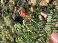 Indigofera williamsonii
