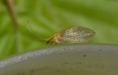 Hemerobius micans