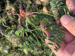 Indigofera williamsonii