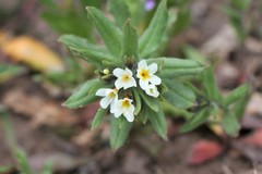 Buglossoides czernjajevii