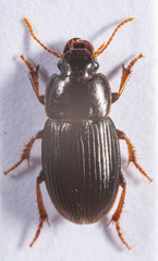 Harpalus pumilus