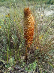 Orobanche densiflora