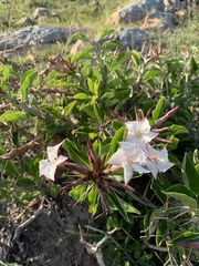 Pachypodium saundersii