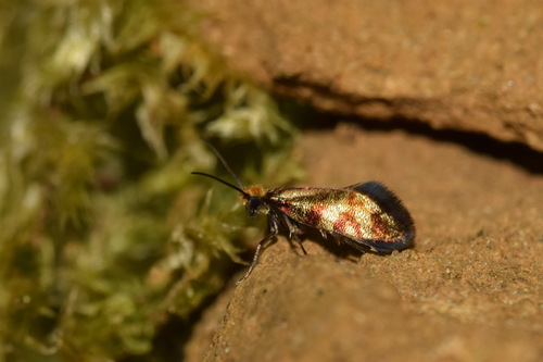 Micropterix tunbergella