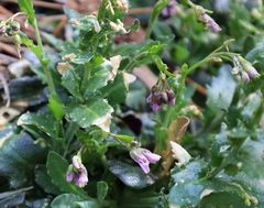 Arabis rosea