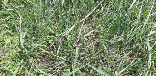 Italian Festoon