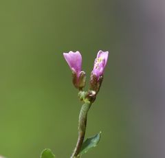 Arabis rosea