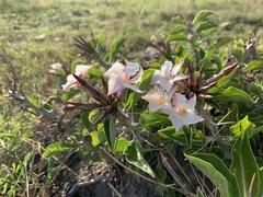Pachypodium saundersii
