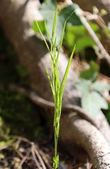Arabis rosea
