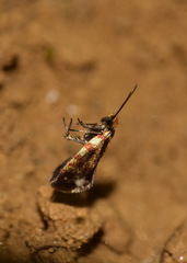 Micropterix tunbergella