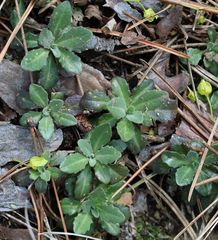 Arabis rosea