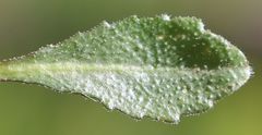 Arabis rosea