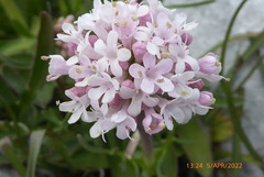 Valeriana tuberosa