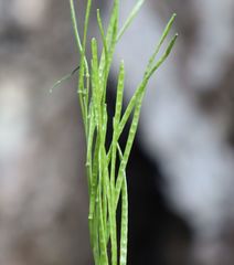 Arabis rosea