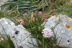 Valeriana tuberosa