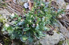 Arabis rosea