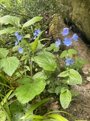 Omphalodes cappadocica